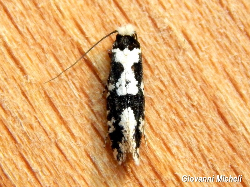 Lepidottero da ID - Tineidae: Neurothaumasia ankerella